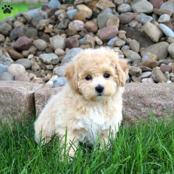 Janelle, Bich-Poo Puppy