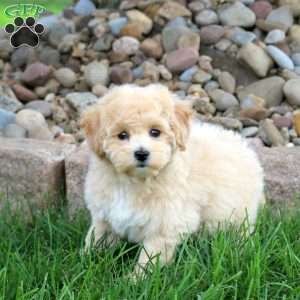 Janelle, Bich-Poo Puppy