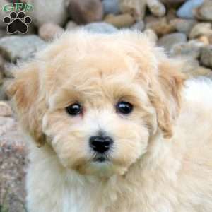 Janelle, Bich-Poo Puppy