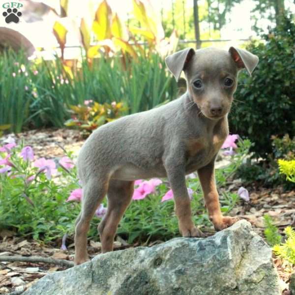 Janet, Miniature Pinscher Puppy