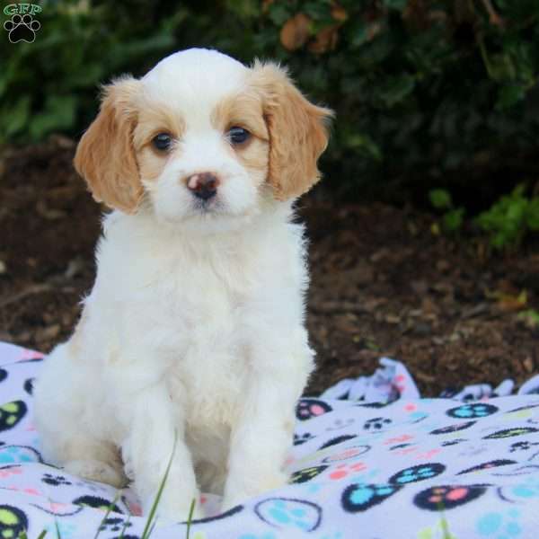 Janet, Cavapoo Puppy