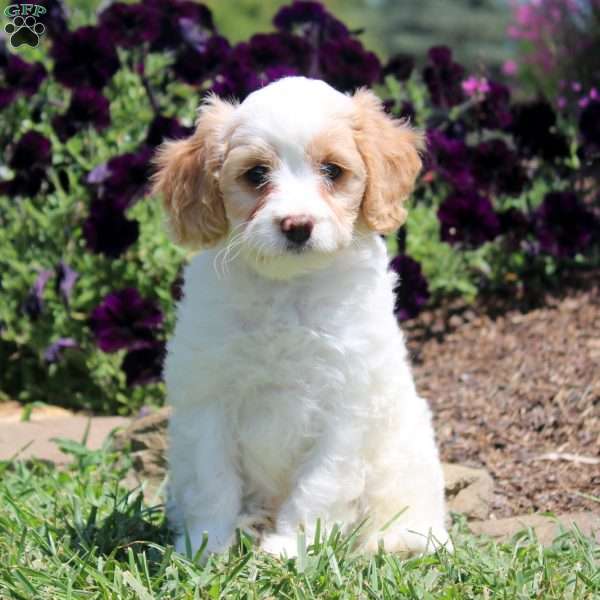 Janet, Cavapoo Puppy