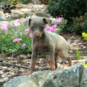 Janet, Miniature Pinscher Puppy