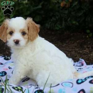 Janet, Cavapoo Puppy