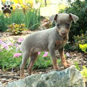 Janet, Miniature Pinscher Puppy