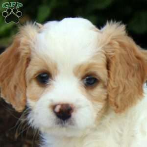 Janet, Cavapoo Puppy