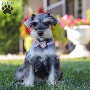 Janie, Miniature Schnauzer Puppy