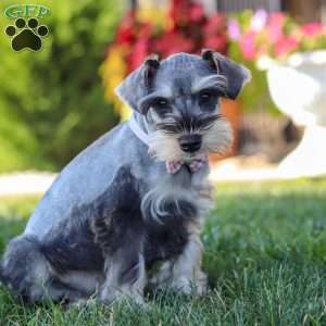 Janie, Miniature Schnauzer Puppy
