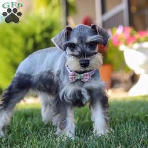 Janie, Miniature Schnauzer Puppy