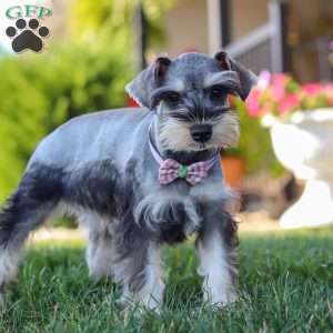Janie, Miniature Schnauzer Puppy