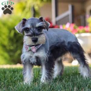 Janie, Miniature Schnauzer Puppy