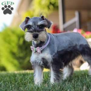 Janie, Miniature Schnauzer Puppy