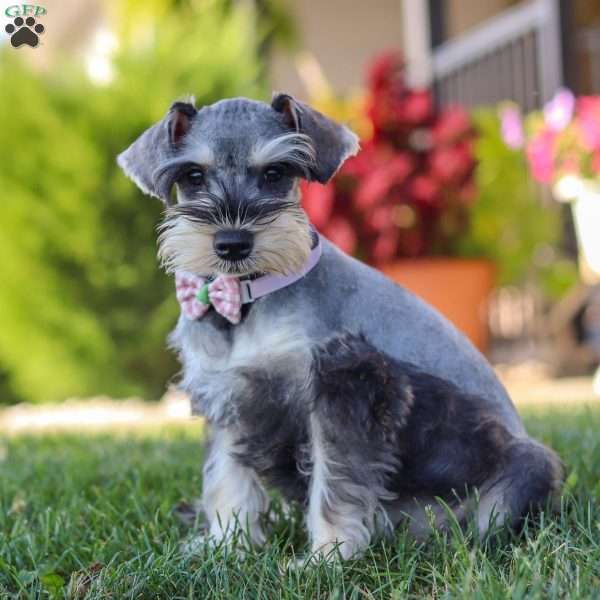 Janie, Miniature Schnauzer Puppy