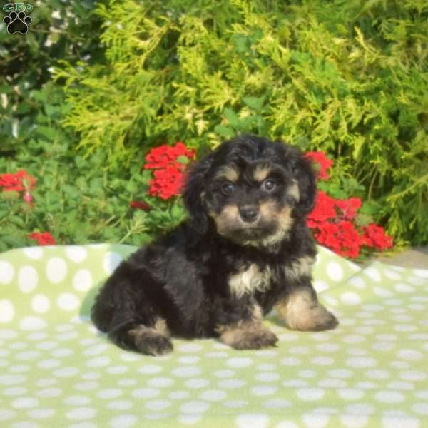 Jasmine-Mini, Dachshund Mix Puppy