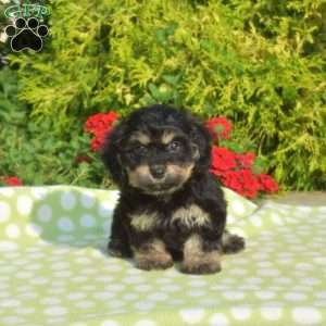 Jasmine-Mini, Dachshund Mix Puppy