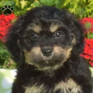 Jasmine-Mini, Dachshund Mix Puppy