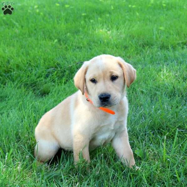 Jason, Fox Red Labrador Retriever Puppy