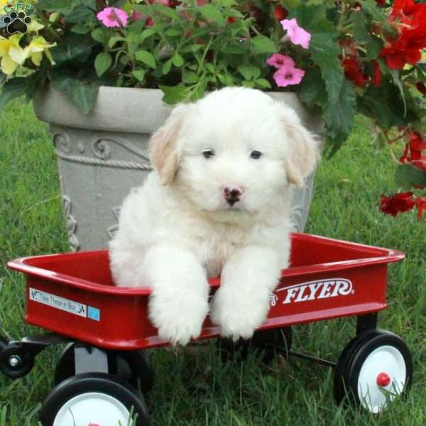 Jason, Miniature Poodle Mix Puppy