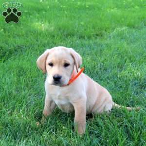 Jason, Fox Red Labrador Retriever Puppy