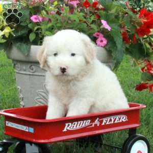 Jason, Miniature Poodle Mix Puppy
