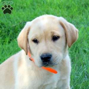 Jason, Fox Red Labrador Retriever Puppy