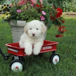 Jason, Miniature Poodle Mix Puppy