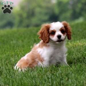 Jason, Cavalier King Charles Spaniel Puppy