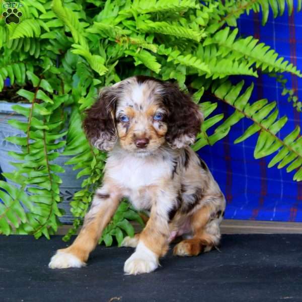 Jason, Cocker Spaniel Puppy
