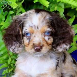 Jason, Cocker Spaniel Puppy