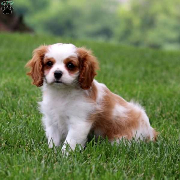 Jason, Cavalier King Charles Spaniel Puppy