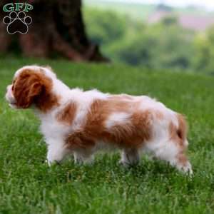 Jason, Cavalier King Charles Spaniel Puppy