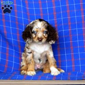 Jason, Cocker Spaniel Puppy
