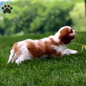 Jason, Cavalier King Charles Spaniel Puppy