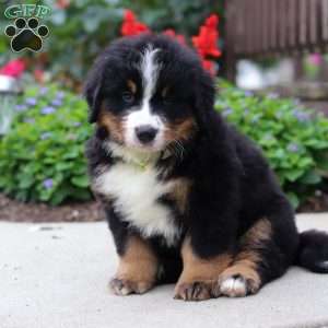 Jasper, Bernese Mountain Dog Puppy