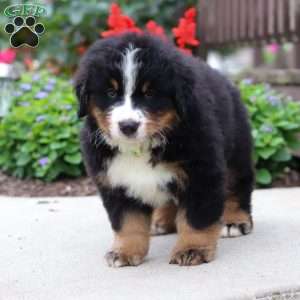 Jasper, Bernese Mountain Dog Puppy