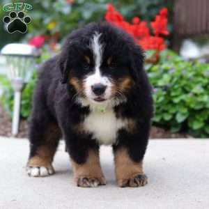 Jasper, Bernese Mountain Dog Puppy