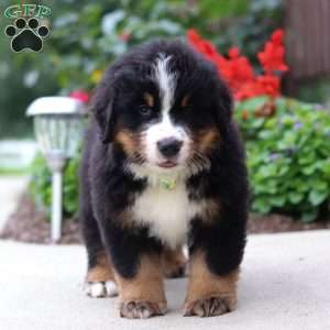 Jasper, Bernese Mountain Dog Puppy