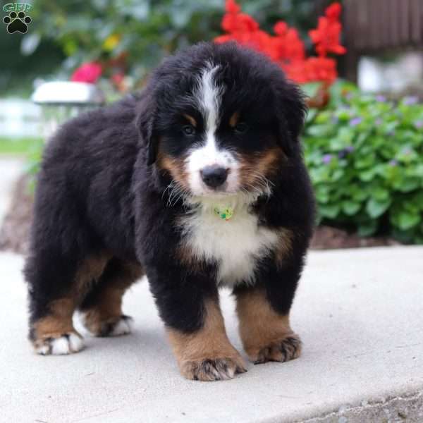 Jasper, Bernese Mountain Dog Puppy