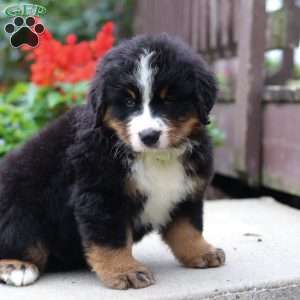 Jasper, Bernese Mountain Dog Puppy