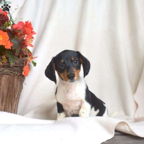 Jasper-Miniature, Dachshund Puppy