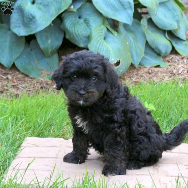 Jasper, Mini Golden Mountain Doodle Puppy