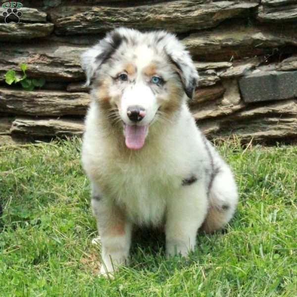 Jasper, Australian Shepherd Puppy