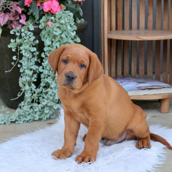 Jasper, Fox Red Labrador Retriever Puppy