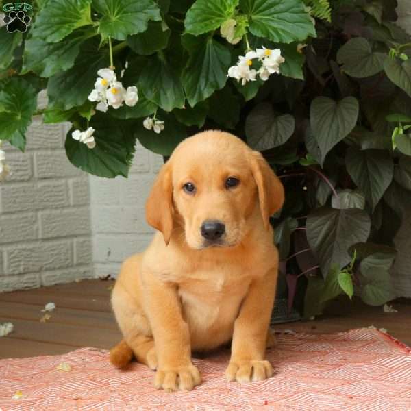Jasper, Golden Labrador Puppy