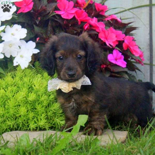 Jasper, Dachshund Puppy