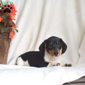 Jasper-Miniature, Dachshund Puppy