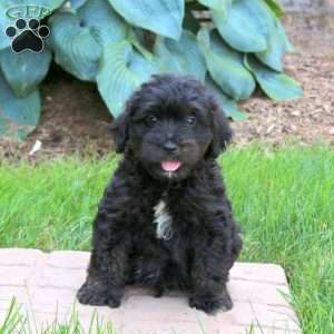 Jasper, Mini Golden Mountain Doodle Puppy