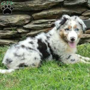 Jasper, Australian Shepherd Puppy