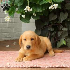 Jasper, Golden Labrador Puppy