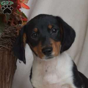 Jasper-Miniature, Dachshund Puppy